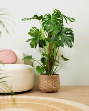 Indoor potted monstera for sale  SOUTHAMPTON