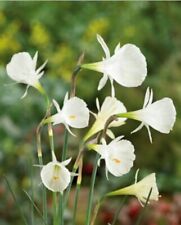 Daffodil bulbocodium white for sale  LONDON
