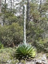 Used, AGAVE MONTANA - Mountain Agave -Hardy Century Plant - 10 x Seeds - UK Hardy for sale  Shipping to South Africa