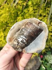 Belemnite phragmacone ammonite for sale  REDCAR