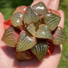 Live plant haworthia for sale  Augusta