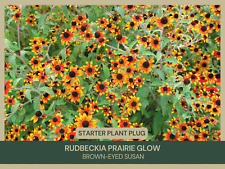 Rudbeckia prairie glow for sale  Portville