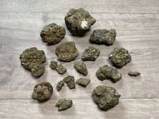Coprolite turtle poo for sale  EASTLEIGH