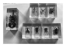 Collection insectes résine d'occasion  Châteaurenard