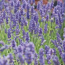 Lavender blue fragrance for sale  UK