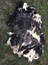 Jacob sheep fleece for sale  HEATHFIELD