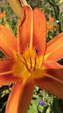 Orange day lily for sale  Bryant