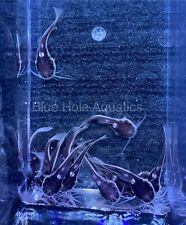 Red tail catfish for sale  Naples