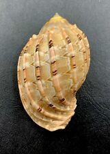 Display Quality HARPA MAJOR SEASHELL Perfect Display Piece for sale  Shipping to South Africa