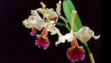 Cattleya triumphans orchid for sale  Great Neck