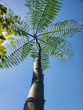 Brazilian fern tree for sale  West Covina