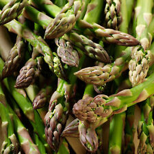 Asparagus mondeo crowns for sale  UK