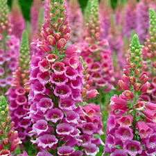 Foxglove excelsior mix for sale  Shipping to Ireland