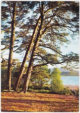 Postal pinos escoceses de Loch Morlich, Inverness-Shire, Escocia. segunda mano  Embacar hacia Argentina