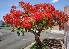 Royal poinciana dwarf for sale  Miami