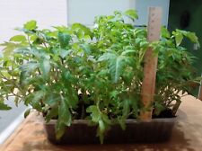 Tomatenpflanzen stück heimisc gebraucht kaufen  Quedlinburg