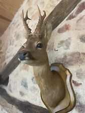 deer stag head for sale  SHREWSBURY