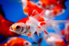 Live fish red for sale  Oroville