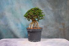 Chinese elm pre for sale  North Fort Myers