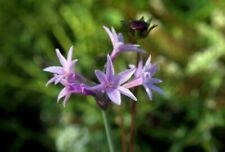 Tulbaghia violacea variegata for sale  Shipping to Ireland