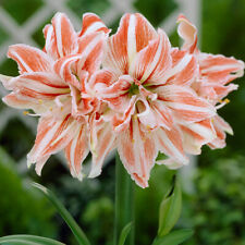 Amaryllis dancing queen for sale  IPSWICH