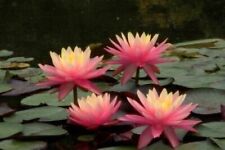 Sunfire water lily for sale  UK