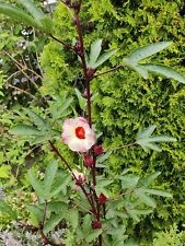 cranberry hibiscus for sale  North Port