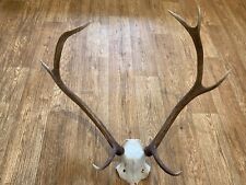 red stag antlers for sale  BRIDGE OF ORCHY