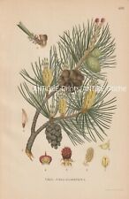 Cromolitografía antigua de pino escocés (Pinus Sylvestris) de 1922 Lindman segunda mano  Embacar hacia Argentina