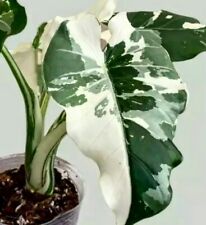 Seller variegated alocasia for sale  Ladson