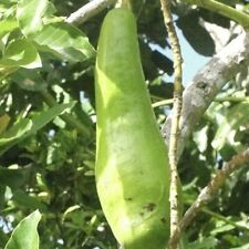 Avocado guiro long for sale  USA