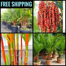 Red lipstick palm for sale  ELY