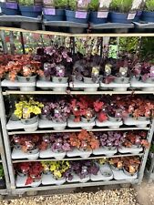 Heuchera plants high for sale  DEREHAM