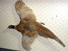 Vintage taxidermy pheasant for sale  Bellevue