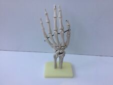 Anatomical skeleton hand for sale  CORBY