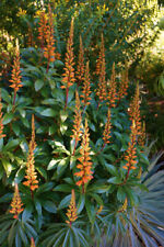 Digitalis canariensis. canary for sale  PENZANCE