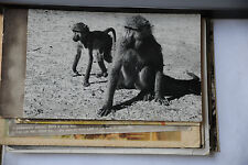 Cartolina viaggiata scimpanze usato  Venezia