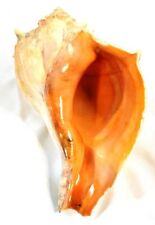 Real collectable conch for sale  Cass City
