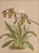 Stampa antica orchidea usato  Lecco