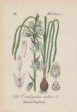 Nodding Milk Star (Ornithogalum Nutans) Chromo-Lithographie From 1880 for sale  Shipping to South Africa
