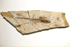 Timelesstfc - RARO fóssil salamandra Jurassic-Cretaceo tecido macio preservado comprar usado  Enviando para Brazil