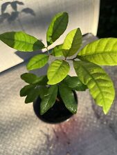 Organic longan plant for sale  Riverview