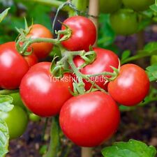20x tomato ailsa for sale  DEWSBURY