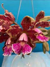 Cattleya schilleriana orchid for sale  San Francisco