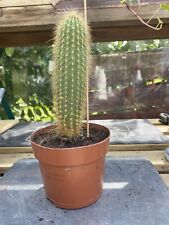 Cleistocactus strausii silver for sale  WADHURST