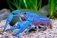 Electric blue crayfish for sale  Tampa