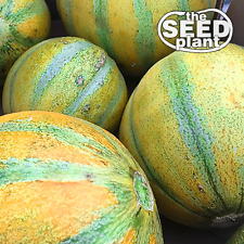 Israel ogen melon for sale  Sulphur Springs