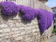 Creeping thyme garden for sale  EXETER