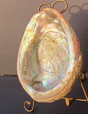 Large Trophy 7.5 Red Abalone Shell Haliotis Rufescens Pearls VINTAGE  Iridescent for sale  Shipping to South Africa