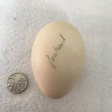 Blown egg pochard for sale  ROTHERHAM